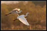 getwebimage.php?pid=42282&url=http%3A%2F%2Fdesthi2k7.free.fr%2Falbum%2FOiseaux%2FGrandes%2520Pattes%2FAigrettes%2Fslides%2FDSC_5528-2.jpg