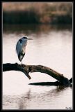 getwebimage.php?pid=42286&url=http%3A%2F%2Fdesthi2k7.free.fr%2Falbum%2FOiseaux%2FGrandes%2520Pattes%2FHerons%2Fslides%2FDSC_6042.jpg