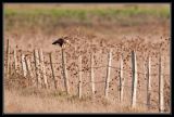 getwebimage.php?pid=42287&url=http%3A%2F%2Fdesthi2k7.free.fr%2Falbum%2FOiseaux%2FRapaces%2Fslides%2FDSC_5020.jpg