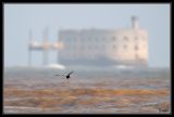 getwebimage.php?pid=42288&url=http%3A%2F%2Fdesthi2k7.free.fr%2Falbum%2FOiseaux%2FPetites%2520Pattes%2Fslides%2FDSC_4997.jpg