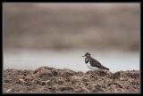 getwebimage.php?pid=42289&url=http%3A%2F%2Fdesthi2k7.free.fr%2Falbum%2FOiseaux%2FPetites%2520Pattes%2Fslides%2FDSC_5233.jpg
