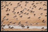 getwebimage.php?pid=42290&url=http%3A%2F%2Fdesthi2k7.free.fr%2Falbum%2FOiseaux%2FPetites%2520Pattes%2Fslides%2FDSC_5260.jpg