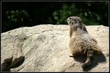 getwebimage.php?pid=43065&url=http%3A%2F%2Fyourworld.free.fr%2Fcontent%2FAnimaux%2FPICT2985%2520copie.jpg