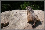 getwebimage.php?pid=43165&url=http%3A%2F%2Fyourworld.free.fr%2Fcontent%2FAnimaux%2Fmarmotte_GF.jpg