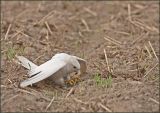 getwebimage.php?pid=43265&url=http%3A%2F%2Fwww.mesphotos.lecollectionneur.ch%2F_Media%2Fdsc00293.jpg