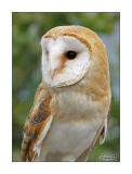 getwebimage.php?pid=44616&url=http%3A%2F%2Fghostrider1c.free.fr%2Fa%2Fa12l.jpg