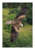 getwebimage.php?pid=44619&url=http%3A%2F%2Fghostrider1c.free.fr%2Fa%2Fa14l.jpg
