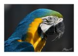 getwebimage.php?pid=44620&url=http%3A%2F%2Fghostrider1c.free.fr%2Fa%2Fa03l.jpg