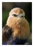 getwebimage.php?pid=44622&url=http%3A%2F%2Fghostrider1c.free.fr%2Fa%2Fa17l.jpg