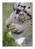 getwebimage.php?pid=44624&url=http%3A%2F%2Fghostrider1c.free.fr%2Fa%2Fa04l.jpg