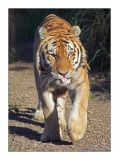 getwebimage.php?pid=44627&url=http%3A%2F%2Fghostrider1c.free.fr%2Fa%2Fa08l.jpg
