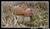 getwebimage.php?pid=44848&url=http%3A%2F%2Flh6.ggpht.com%2F_oWLfPwumobQ%2FTJ-USgZIfkI%2FAAAAAAAAA-Y%2FBU8NEwujtmc%2FDSC05456_GF.jpg