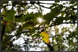 getwebimage.php?pid=45293&url=http%3A%2F%2Flyrks.free.fr%2FA33%2FAurillac%2FChampignons%2F3.jpg