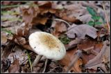 getwebimage.php?pid=45294&url=http%3A%2F%2Flyrks.free.fr%2FA33%2FAurillac%2FChampignons%2F2.jpg