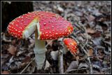 getwebimage.php?pid=45295&url=http%3A%2F%2Flyrks.free.fr%2FA33%2FAurillac%2FChampignons%2F1.jpg