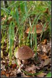 getwebimage.php?pid=45296&url=http%3A%2F%2Flyrks.free.fr%2FA33%2FAurillac%2FChampignons%2F4.jpg