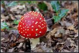 getwebimage.php?pid=45297&url=http%3A%2F%2Flyrks.free.fr%2FA33%2FAurillac%2FChampignons%2F6.jpg