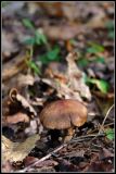 getwebimage.php?pid=45298&url=http%3A%2F%2Flyrks.free.fr%2FA33%2FAurillac%2FChampignons%2F10.jpg