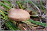 getwebimage.php?pid=45299&url=http%3A%2F%2Flyrks.free.fr%2FA33%2FAurillac%2FChampignons%2F11.jpg