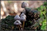 getwebimage.php?pid=45300&url=http%3A%2F%2Flyrks.free.fr%2FA33%2FAurillac%2FChampignons%2F12.jpg