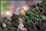 getwebimage.php?pid=45301&url=http%3A%2F%2Flyrks.free.fr%2FA33%2FAurillac%2FChampignons%2F14_filtered.jpg