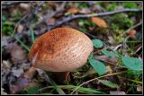 getwebimage.php?pid=45302&url=http%3A%2F%2Flyrks.free.fr%2FA33%2FAurillac%2FChampignons%2F15.jpg