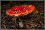 getwebimage.php?pid=45303&url=http%3A%2F%2Flyrks.free.fr%2FA33%2FAurillac%2FChampignons%2F16.jpg