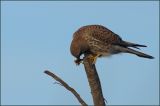 getwebimage.php?pid=46409&url=http%3A%2F%2Fwww.mesphotos.lecollectionneur.ch%2F_Media%2Fdsc02066.jpg