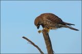 getwebimage.php?pid=46410&url=http%3A%2F%2Fwww.mesphotos.lecollectionneur.ch%2F_Media%2Fdsc02067.jpg