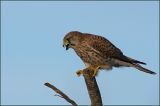 getwebimage.php?pid=46411&url=http%3A%2F%2Fwww.mesphotos.lecollectionneur.ch%2F_Media%2Fdsc02068.jpg