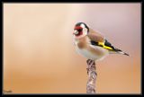getwebimage.php?pid=46517&url=http%3A%2F%2Fdesthi2k7.free.fr%2Falbum%2FOiseaux%2FPassereaux%2Fslides%2FDSC_5808.jpg