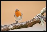 getwebimage.php?pid=46518&url=http%3A%2F%2Fdesthi2k7.free.fr%2Falbum%2FOiseaux%2FPassereaux%2Fslides%2FDSC_4677.jpg