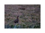 getwebimage.php?pid=47152&url=http%3A%2F%2Fwww.instants-choisis.ch%2Fpubliweb%2Fecosse%2F_DSC6600_cb.jpg