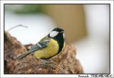 getwebimage.php?pid=47372&url=http%3A%2F%2Fy.tremenec.free.fr%2Foiseaux%2Fmesange_charboniere-2.jpg