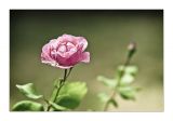 getwebimage.php?pid=48748&url=https%3A%2F%2Flh5.googleusercontent.com%2F_07wfUmwvn9A%2FTGKkKN0idrI%2FAAAAAAAAFcs%2FKB6qDW4Bd_U%2Fs720%2F20100720-_DSC4797_WEB_GF.jpg