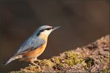 getwebimage.php?pid=49018&url=http%3A%2F%2Fwww.mesphotos.lecollectionneur.ch%2F_Media%2Fdsc05126.jpg