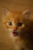 getwebimage.php?pid=49398&url=http%3A%2F%2Fextremephilou.free.fr%2Fdivers%2Falpha100%2Fchat.jpg