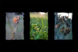 getwebimage.php?pid=50091&url=http%3A%2F%2Fextremephilou.free.fr%2Fdivers%2Falpha700%2Ftriptique.jpg