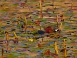 getwebimage.php?pid=51557&url=http%3A%2F%2Fimg715.imageshack.us%2Fimg715%2F7793%2Fdsc5309web1024.jpg