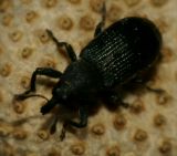 getwebimage.php?pid=51588&url=http%3A%2F%2Finformations.nature.free.fr%2Fwp-content%2Fuploads%2F2011%2F05%2Faspidapion-1-1.jpg