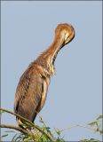 getwebimage.php?pid=51611&url=http%3A%2F%2Fwww.mesphotos.lecollectionneur.ch%2F_Media%2Fdsc01816.jpg