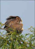getwebimage.php?pid=51613&url=http%3A%2F%2Fwww.mesphotos.lecollectionneur.ch%2F_Media%2Fdsc01794.jpg