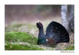 getwebimage.php?pid=51618&url=http%3A%2F%2Fdesthi2k7.free.fr%2FFinland%2Fgrand%2520tetras%2Fforum%2FDSC_2000.jpg