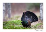getwebimage.php?pid=51622&url=http%3A%2F%2Fdesthi2k7.free.fr%2FFinland%2Fgrand%2520tetras%2Fforum%2FDSC_2019.jpg