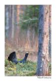 getwebimage.php?pid=51623&url=http%3A%2F%2Fdesthi2k7.free.fr%2FFinland%2Fgrand%2520tetras%2Fforum%2FDSC_2041.jpg