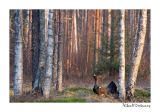 getwebimage.php?pid=51624&url=http%3A%2F%2Fdesthi2k7.free.fr%2FFinland%2Fgrand%2520tetras%2Fforum%2FDSC_2064.jpg