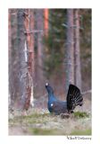 getwebimage.php?pid=51628&url=http%3A%2F%2Fdesthi2k7.free.fr%2FFinland%2Fgrand%2520tetras%2Fforum%2FDSC_2252.jpg