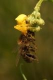 getwebimage.php?pid=51671&url=http%3A%2F%2Fdenizon.free.fr%2F10mai2011%2FDSC04600_25%2525.JPG