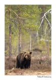 getwebimage.php?pid=51702&url=http%3A%2F%2Fdesthi2k7.free.fr%2FFinland%2Fbrownbears%2FDSC_2580.jpg