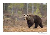 getwebimage.php?pid=51703&url=http%3A%2F%2Fdesthi2k7.free.fr%2FFinland%2Fbrownbears%2FDSC_2674.jpg